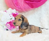 Red Reena , a female Miniature Dachshund for sale in Belgrade, MN – 2 of 10