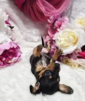 Squeeze, a male Miniature Dachshund for sale in Belgrade, MN – 6 of 10