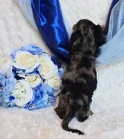 Scoutt, a male Miniature Dachshund for sale in Belgrade, MN – 3 of 10