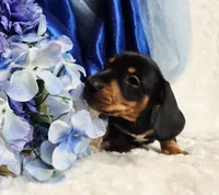 Hondo, a male Miniature Dachshund for sale in Belgrade, MN – 10 of 10