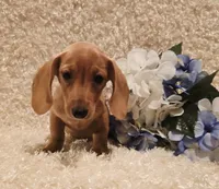 Oliver, a male Miniature Dachshund for sale in Belgrade, MN – 3 of 10