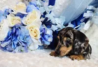 Boo, a male Miniature Dachshund for sale in Belgrade, MN – 7 of 10