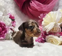 Kisses, a female Miniature Dachshund for sale in Belgrade, MN – 10 of 10