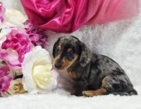 Sadie, a female Miniature Dachshund for sale in Belgrade, MN – 3 of 10