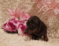 Kisses, a female Miniature Dachshund for sale in Belgrade, MN – 1 of 6