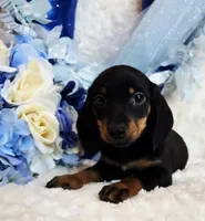 Doda , a male Miniature Dachshund for sale in Belgrade, MN – 1 of 9