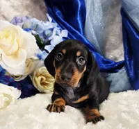 Stan, a male Miniature Dachshund for sale in Belgrade, MN – Photo 10 of 10