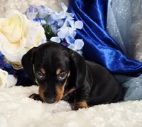 Stan, a male Miniature Dachshund for sale in Belgrade, MN – Photo 3 of 10