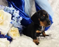 Stan, a male Miniature Dachshund for sale in Belgrade, MN – Photo 9 of 10