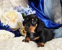 Stan, a male Miniature Dachshund for sale in Belgrade, MN – Photo 8 of 10