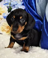 Stan, a male Miniature Dachshund for sale in Belgrade, MN – Photo 6 of 10