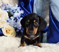 Stan, a male Miniature Dachshund for sale in Belgrade, MN – Photo 4 of 10
