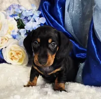 Stan, a male Miniature Dachshund for sale in Belgrade, MN – Photo 7 of 10