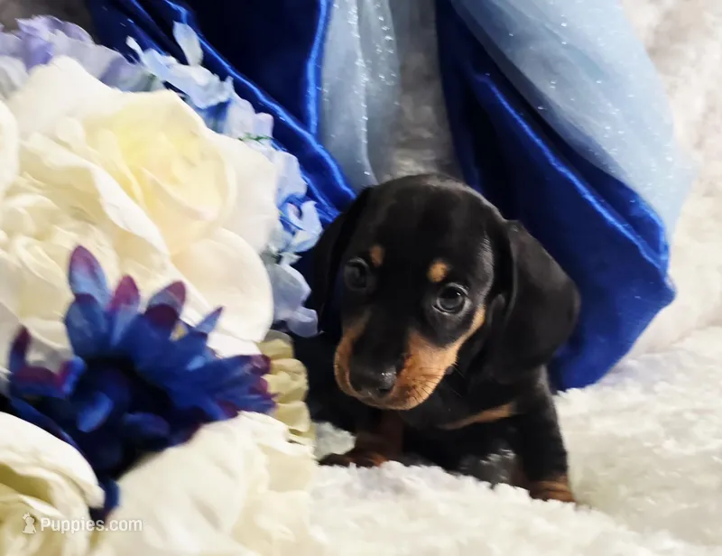 Stan – Miniature Dachshund puppy for sale in Belgrade, MN