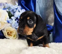 Stan, a male Miniature Dachshund for sale in Belgrade, MN – Photo 2 of 10