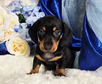 Stan, a male Miniature Dachshund for sale in Belgrade, MN – Photo 5 of 10