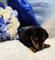 Stan, a male Miniature Dachshund for sale in Belgrade, MN – 1 of 7