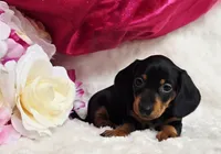 Darla, a female Miniature Dachshund for sale in Belgrade, MN – 10 of 10