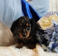 Caption , a male Miniature Dachshund for sale in Belgrade, MN – 5 of 10
