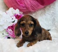 Red Reena , a female Miniature Dachshund for sale in Belgrade, MN – 7 of 10