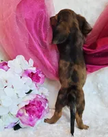 Red Reena , a female Miniature Dachshund for sale in Belgrade, MN – 3 of 10