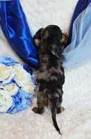 Scoutt, a male Miniature Dachshund for sale in Belgrade, MN – 7 of 10