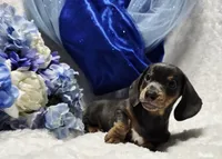 Blue, a male Miniature Dachshund for sale in Belgrade, MN – 3 of 7