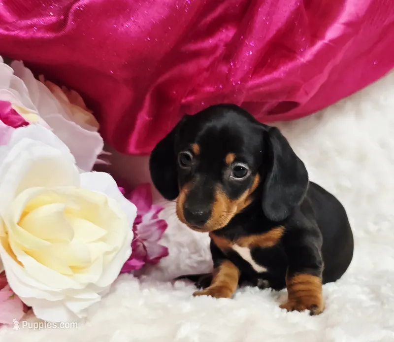 Darla – Miniature Dachshund puppy for sale in Belgrade, MN
