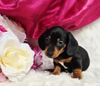 Darla, a female Miniature Dachshund for sale in Belgrade, MN – 1 of 10