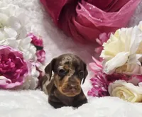 Kisses, a female Miniature Dachshund for sale in Belgrade, MN – 3 of 10