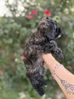 Mocha, a female Poodle - Toy  for sale in Fort Worth, TX – 2 of 2