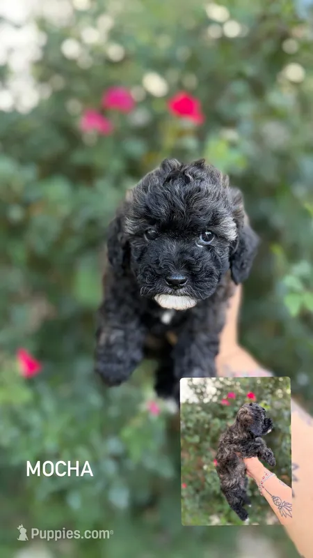 Mocha – Poodle - Toy  puppy for sale in Fort Worth, TX