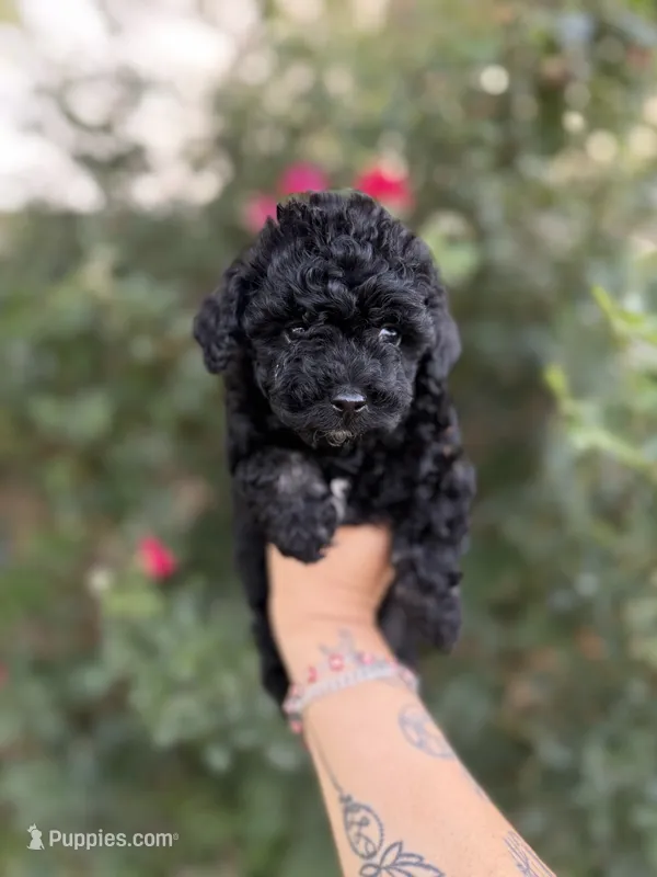 Midnight  – Poodle - Toy  puppy for sale in Fort Worth, TX