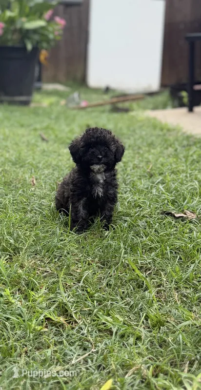 Mocha – Poodle - Toy  puppy for sale in Fort Worth, TX