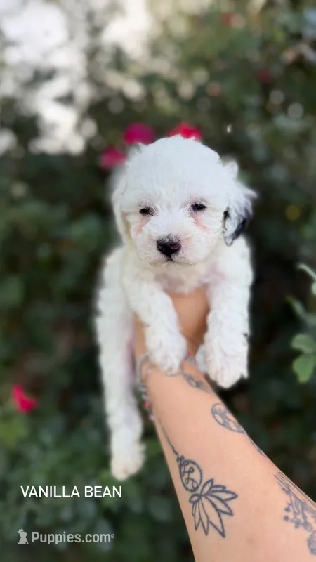 Vanilla bean – Poodle - Toy  puppy for sale in Fort Worth, TX