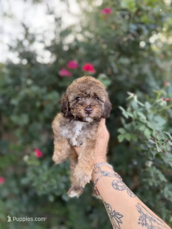 Hazel – Poodle - Toy  puppy for sale in Fort Worth, TX