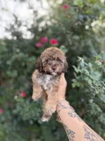 Hazel, a female Poodle - Toy  for sale in Fort Worth, TX – 1 of 2