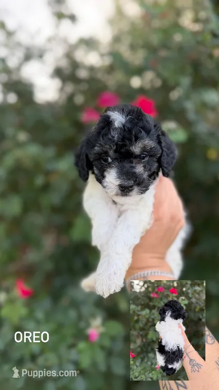 Oreo – Poodle - Toy  puppy for sale in Fort Worth, TX