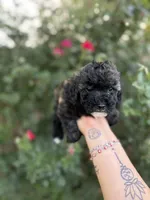 Mocha, a female Poodle - Toy  for sale in Fort Worth, TX – 1 of 2