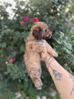 Hazel, a female Poodle - Toy  for sale in Fort Worth, TX – 2 of 2