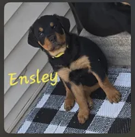 Puppy , a male Rottweiler for sale in Fond du Lac, WI – 2 of 5