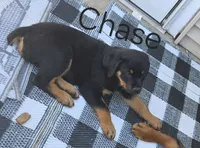 Puppy , a male Rottweiler for sale in Fond du Lac, WI – 3 of 5