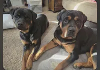 Puppy , a male Rottweiler for sale in Fond du Lac, WI – 5 of 5