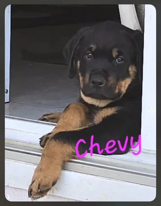 Puppy  – Rottweiler puppy for sale in Fond du Lac, WI