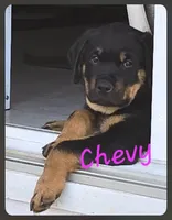 Puppy , a male Rottweiler for sale in Fond du Lac, WI – 1 of 5