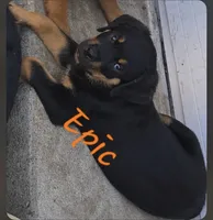Puppy , a male Rottweiler for sale in Fond du Lac, WI – 4 of 5
