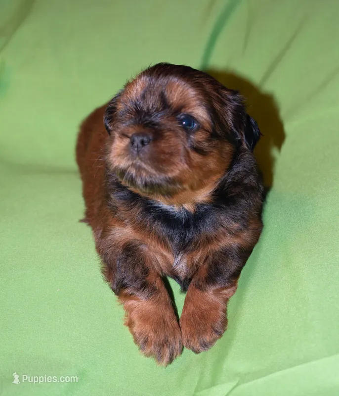 Adonis, Mathias, Nike, Sugar Foot – Shih Tzu puppy for sale in Fort Worth, TX