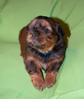 Adonis, Mathias, Nike, Sugar Foot, a male Shih Tzu for sale in Fort Worth, TX – 1 of 10