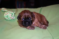 Adonis, Mathias, Nike, Sugar Foot, a male Shih Tzu for sale in Fort Worth, TX – 5 of 10