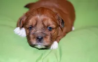 Adonis, Mathias, Nike, Sugar Foot, a male Shih Tzu for sale in Fort Worth, TX – 4 of 10